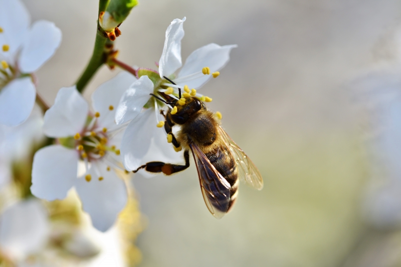 jardinerie-LA CELLE-min_bee-4092986